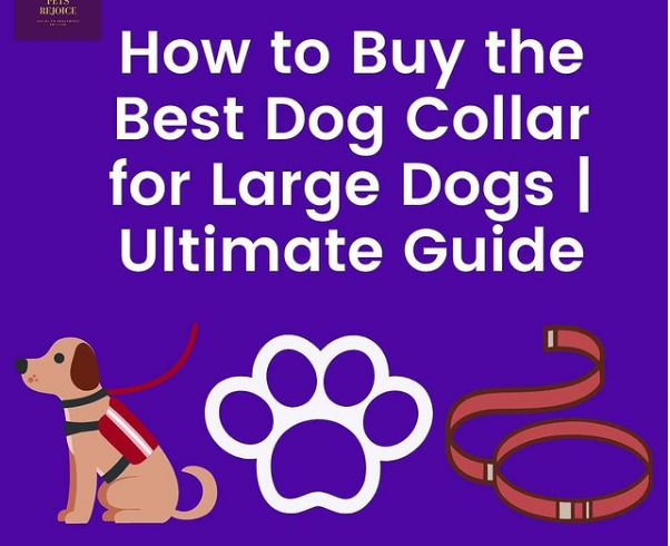 how to buy the best dog collar for large dogs