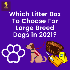 best litter box in 2021