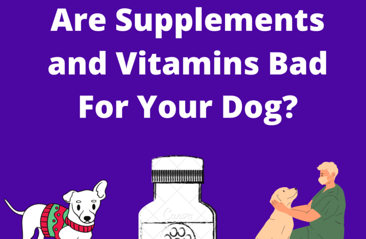 Are supplements and vitamins bad for your dog?
