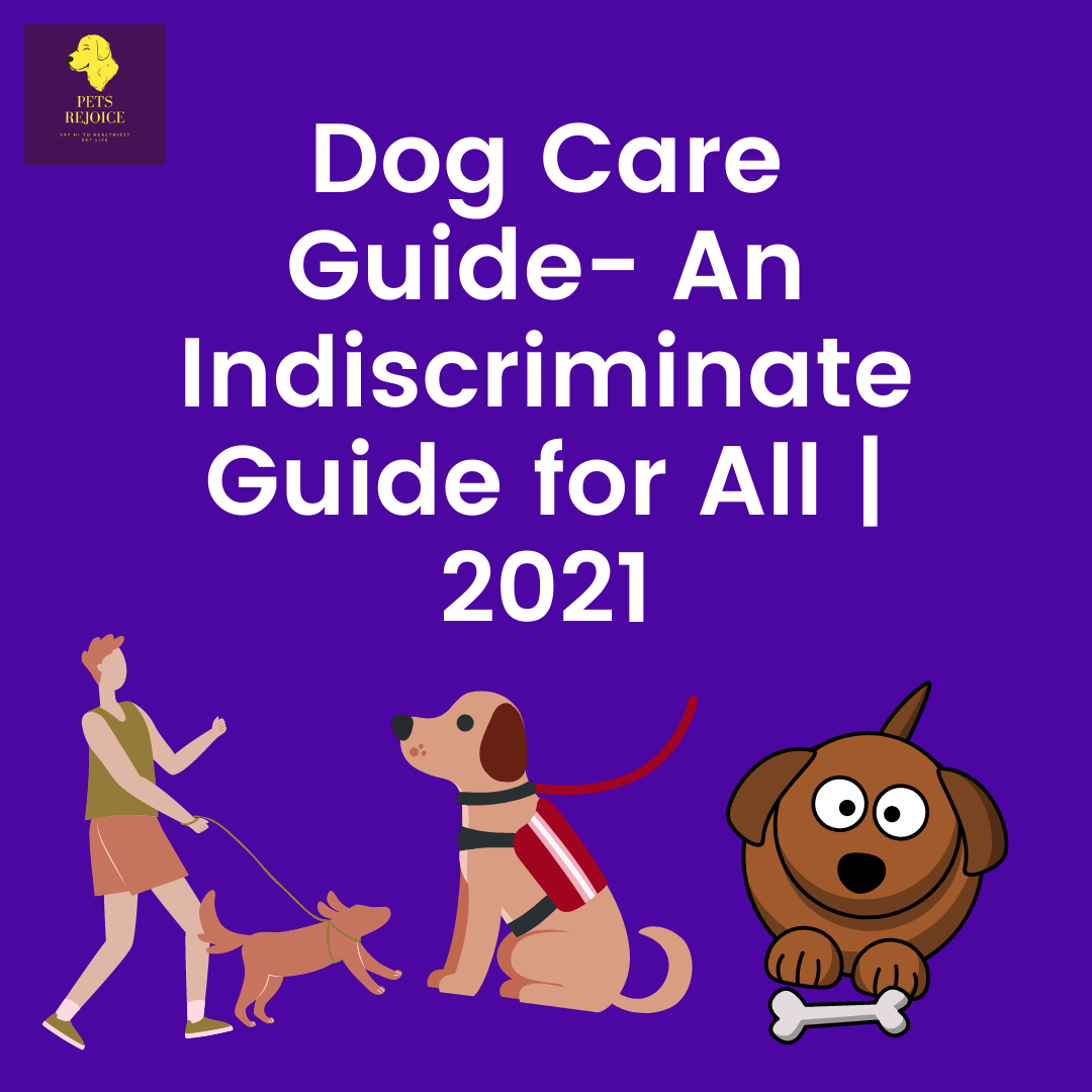 Dog care guide