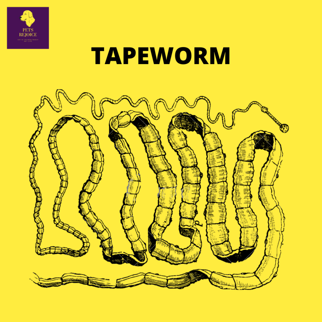 tapeworm in cats