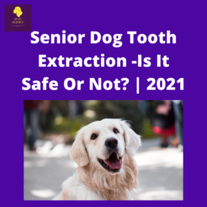 Senior Dog going for Tooth Extraction
