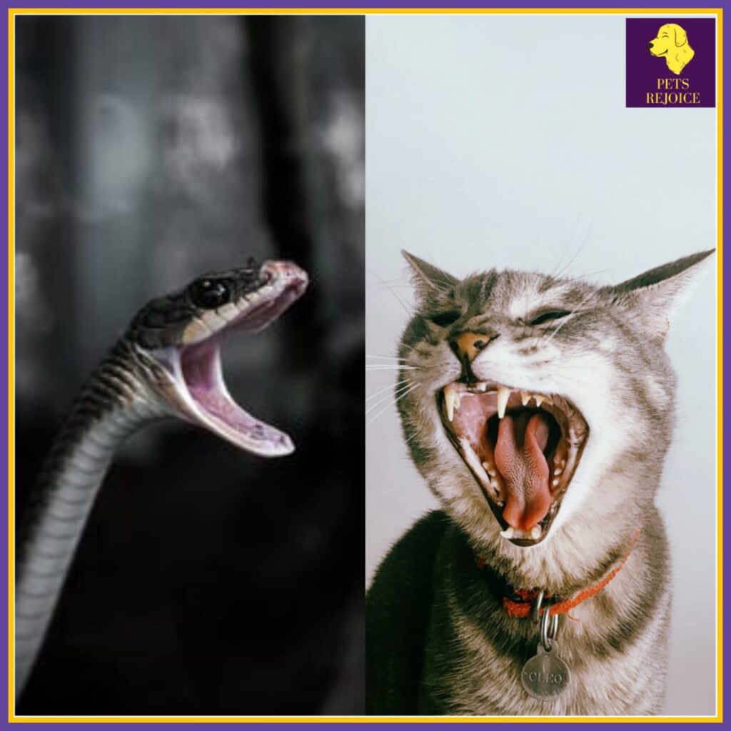 are cats afraid of snakes