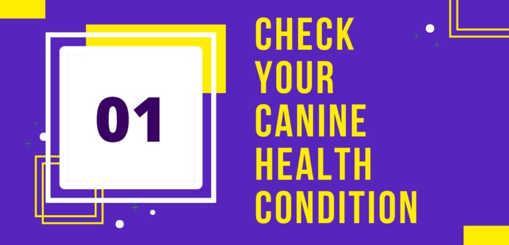 Tip#1: check your canine health condition