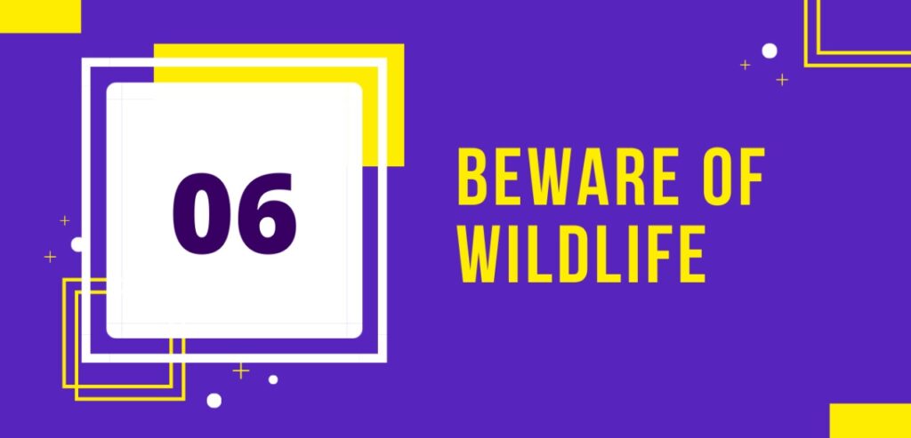 tip for hiking: beware of wildlife