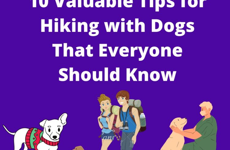 10 Valuable tips for hiking with dogs