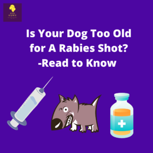 dOG TOO OLD FOR RABIES SHOT