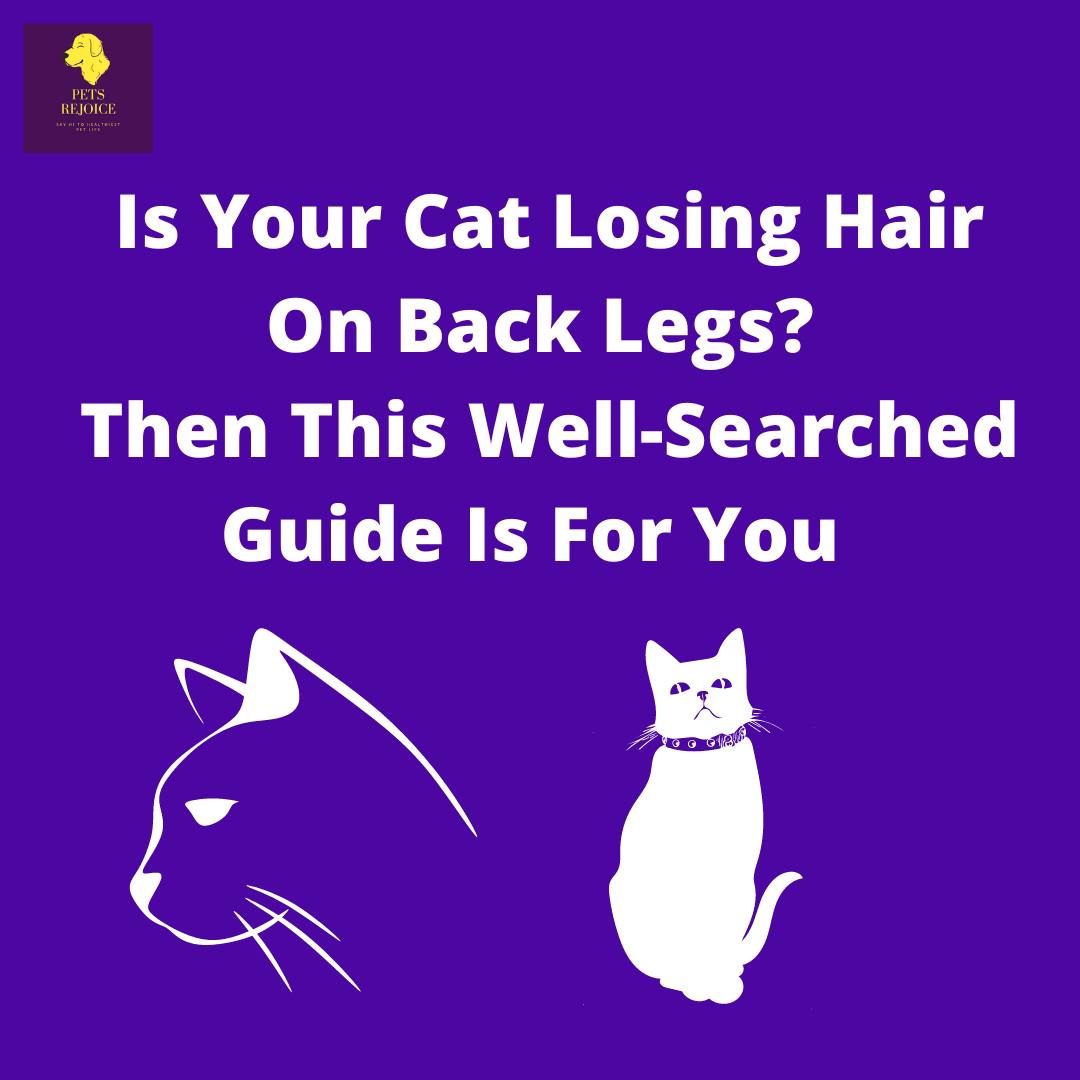 is your cat losing hair on back legs?
