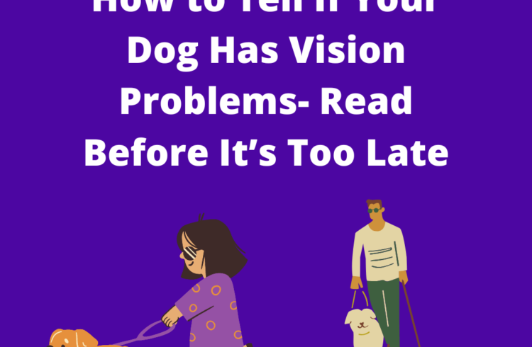 How to Tell If Your Dog Has Vision Problems