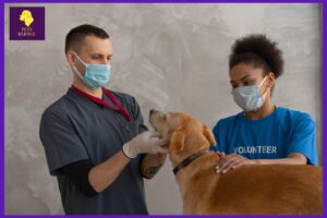 Vet Vaccinating Dog for Rabies