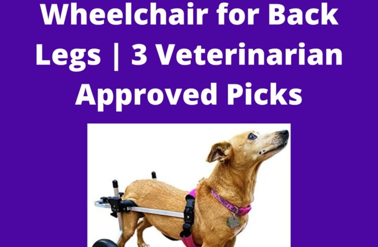 best small dog wheelchair for back legs