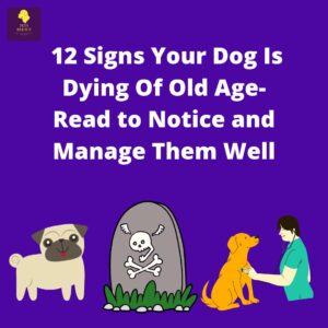 signs your dog is dying of old age