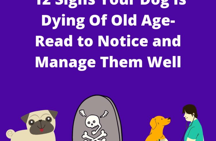 signs your dog is dying of old age
