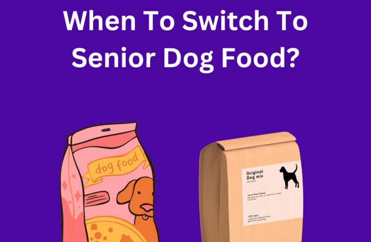 when to switch to senior dog food