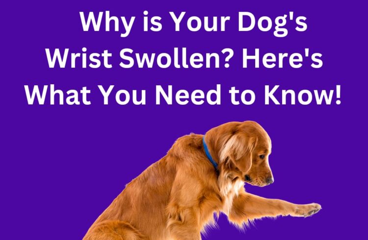 Dog wrist swollen