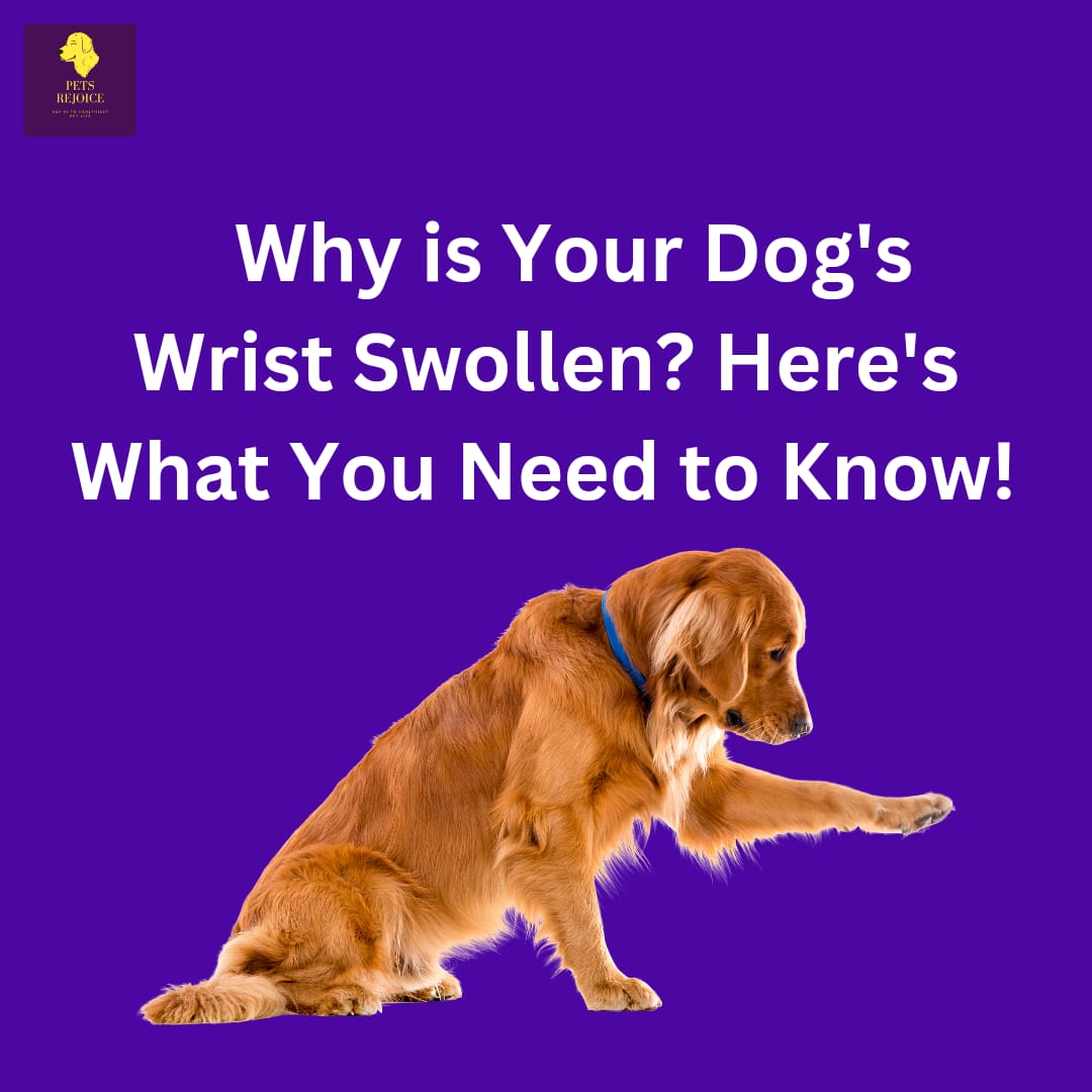 Dog wrist swollen