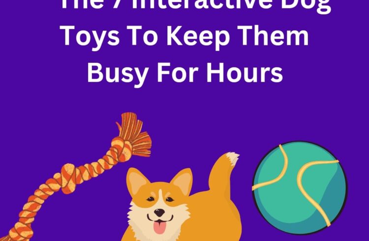 The 7 Interactive Dog Toys To Keep Them Busy For Hours