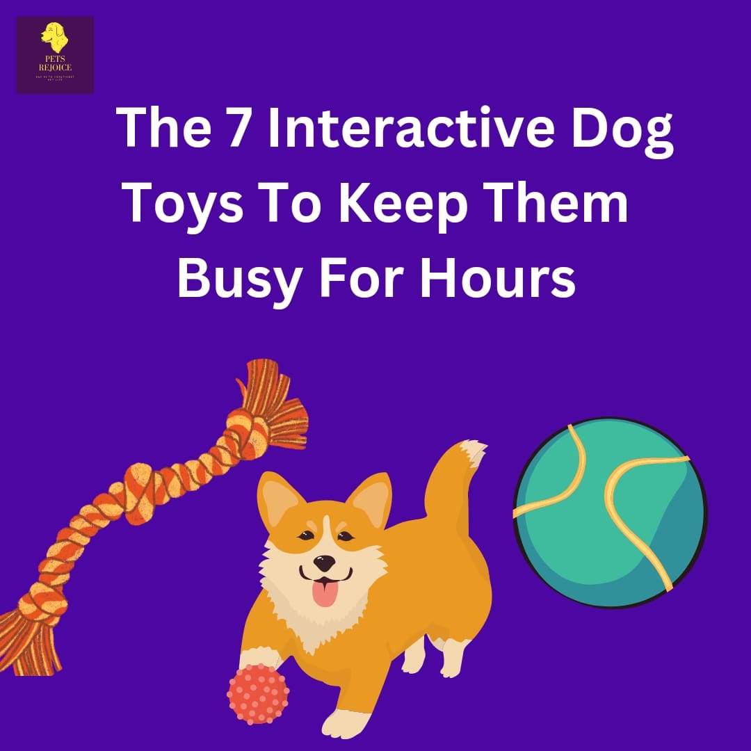 The 7 Interactive Dog Toys To Keep Them Busy For Hours