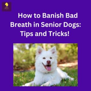 Bad Breath in Senior Dogs: Tips and Tricks