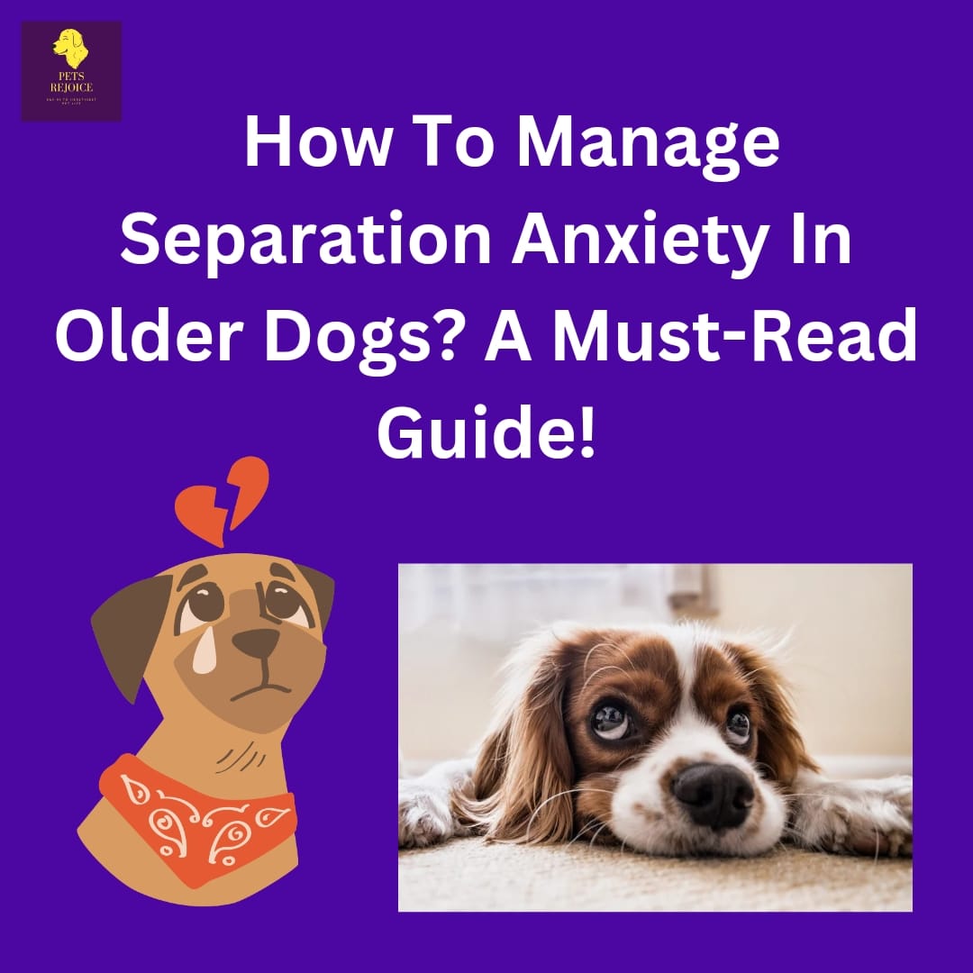 how to fix separation anxiety in older dogs